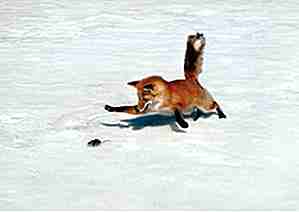 25 animaux entrant pour le tuer